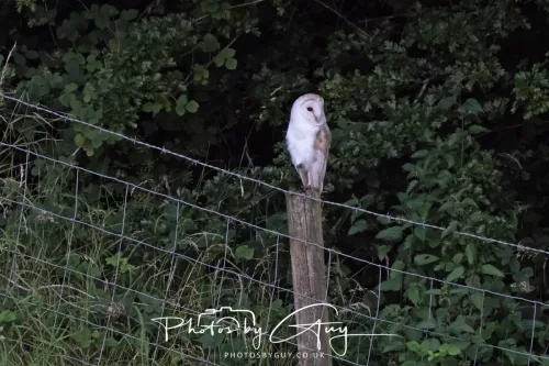 19 July 2026 , West Cumbria, Barn Owl on a post at sunset