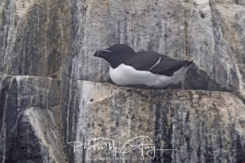 14 June 2025 - The Inner Farne Isles, Northumberland - razor bill