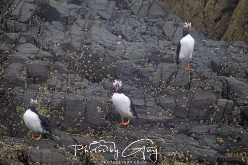 14 June 2025 - Inner Farne Isles, Northumberland- Puffins