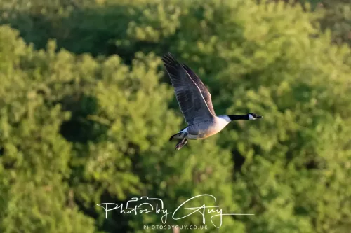 03 May 2025 : West Cumbria , Location withheld - Canda Goose