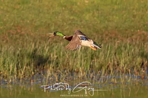 03 May 2025 : West Cumbria , Location withheld - Mallard