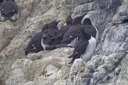 14 June 2025 - Inner Farne Isles, Northumberland- Guillimot