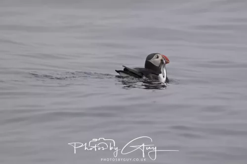 14 June 2025 - Inner Farne Isles, Northumberland-Puffin