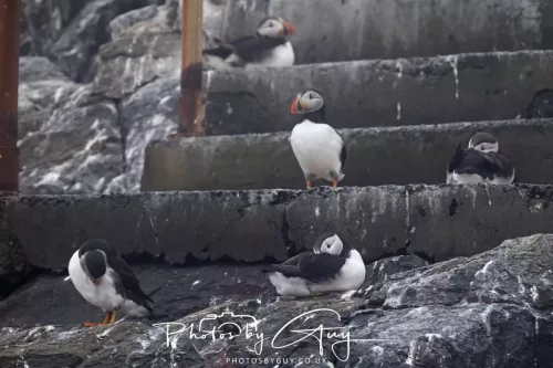 14 June 2025 - Inner Farne Isles, Northumberland-Puffin