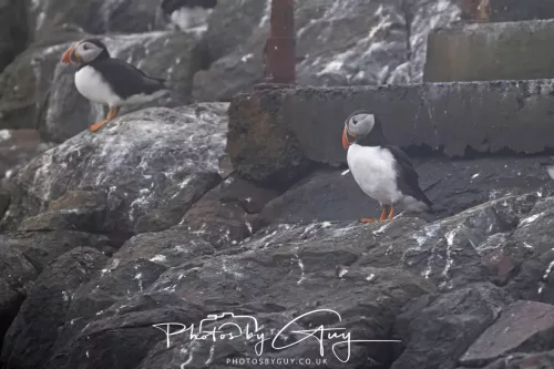 14 June 2025 - Inner Farne Isles, Northumberland-Puffin