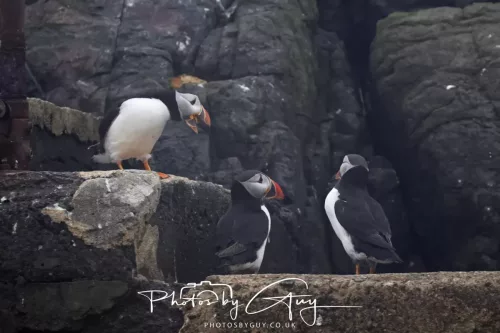 14 June 2025 - Inner Farne Isles, Northumberland-Puffin