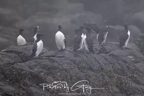 14 June 2025 - Inner Farne Isles, Northumberland-Puffin