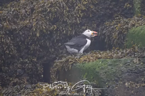 14 June 2025 - Inner Farne Isles, Northumberland-Puffins
