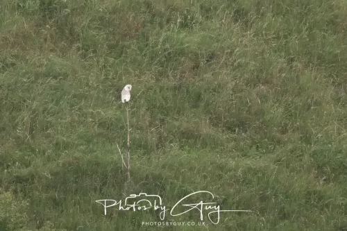 23 July 2025 - Barn Owl in West Cumbria