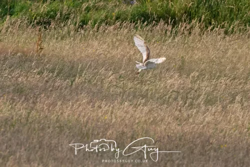 28 July 2025 : West Cumbria. location withheld