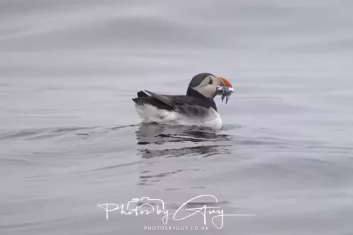 14 June 2025 - Inner Farne Isles, Northumberland-Puffins
