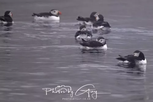 14 June 2025 - Inner Farne Isles, Northumberland-Puffins