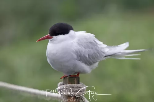 14 June 2025 - Inner Farne Isles, Northumberland-Artic Tern
