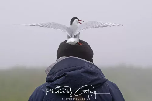 14 June 2025 - Inner Farne Isles, Northumberland-Artic Tern