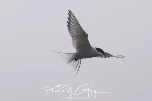 14 June 2025 - Inner Farne Isles, Northumberland-Artic Tern