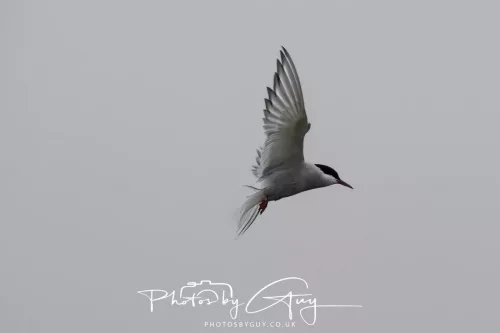 14 June 2025 - Inner Farne Isles, Northumberland-Artic Tern
