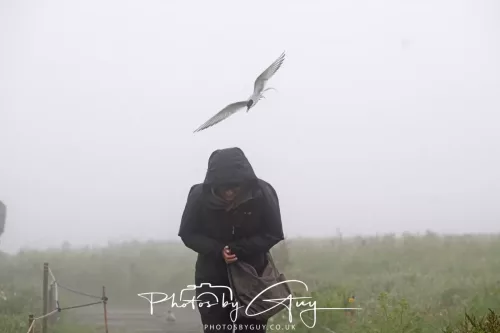 14 June 2025 - Inner Farne Isles, Northumberland-Artic Tern