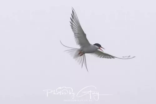 14 June 2025 - Inner Farne Isles, Northumberland-Artic Tern