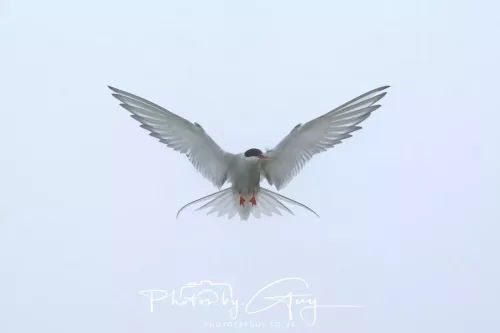 14 June 2025 - Inner Farne Isles, Northumberland-Artic Tern