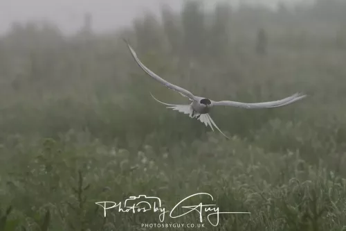 14 June 2025 - Inner Farne Isles, Northumberland-Artic Tern