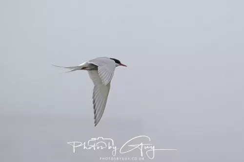 14 June 2025 - Inner Farne Isles, Northumberland-Artic Tern