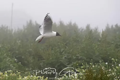 14 June 2025 - Inner Farne Isles, Northumberland-B H Gull