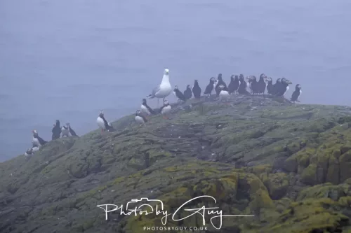 14 June 2025 - Inner Farne Isles, Northumberland-Puffins