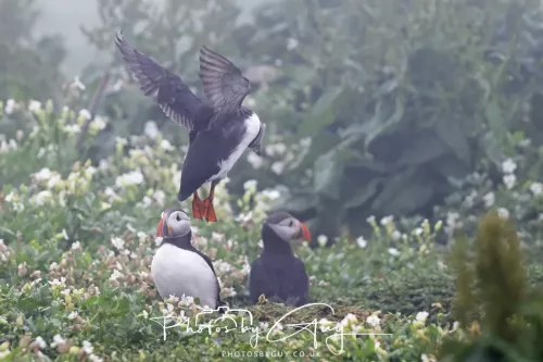 14 June 2025 - Inner Farne Isles, Northumberland-Puffins