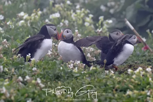 14 June 2025 - Inner Farne Isles, Northumberland-Puffins