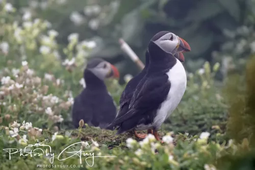 14 June 2025 - Inner Farne Isles, Northumberland-Puffins