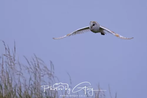 23 July 2025 - Barn Owl in West Cumbria