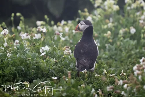 14 June 2025 - Inner Farne Isles, Northumberland-Puffins