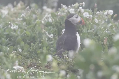 14 June 2025 - Inner Farne Isles, Northumberland-Puffin