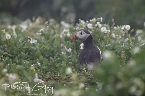 14 June 2025 - Inner Farne Isles, Northumberland-Puffin