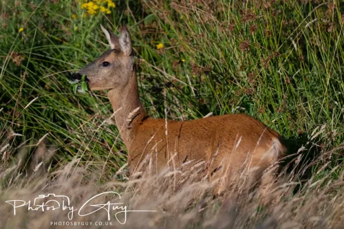 30 July 2025 - Roe Deer near to Beckhermt, Cumbria