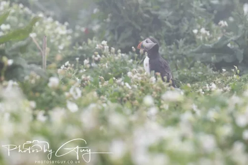 14 June 2025 - Inner Farne Isles, Northumberland-Puffin