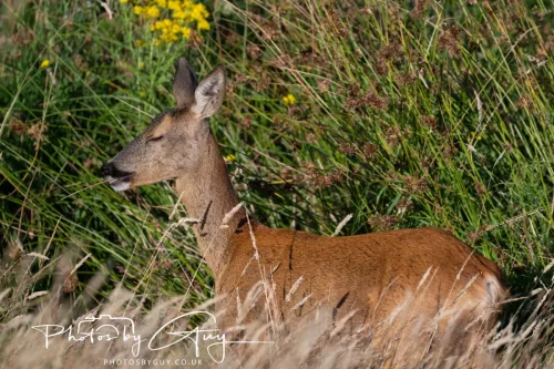 30 July 2025 - Roe Deer near to Beckhermt, Cumbria
