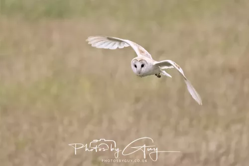 23 July 2025 - Barn Owl in West Cumbria