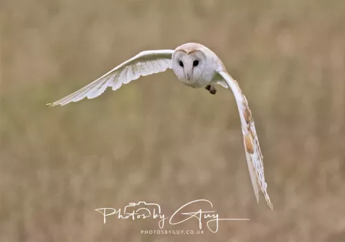 23 July 2025 - Barn Owl in West Cumbria