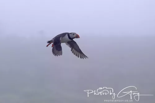 14 June 2025 - Inner Farne Isles, Northumberland-Puffin