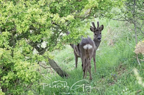 21 April 2025 - West Cumbria, Seascale area. - Roe Deer