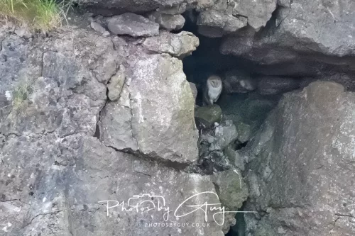 August - Barn Owl with young out of the nest- West Cumbria