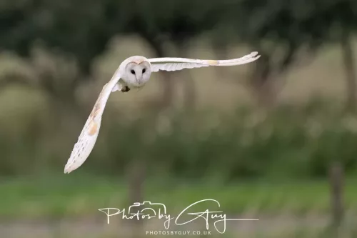23 July 2025 - Barn Owl in West Cumbria