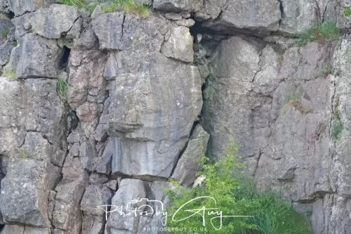 August - Barn Owl with young out of the nest- West Cumbria