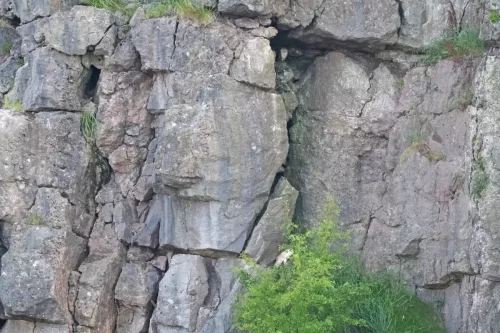 August - Barn Owl with young out of the nest- West Cumbria