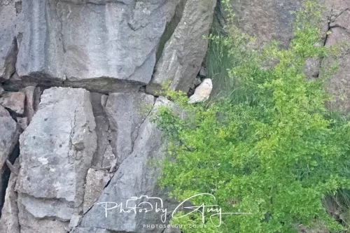 August - Barn Owl with young out of the nest- West Cumbria
