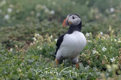 14 June 2025 - Inner Farne Isles, Northumberland-Puffin