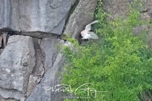 August - Barn Owl with young out of the nest- West Cumbria