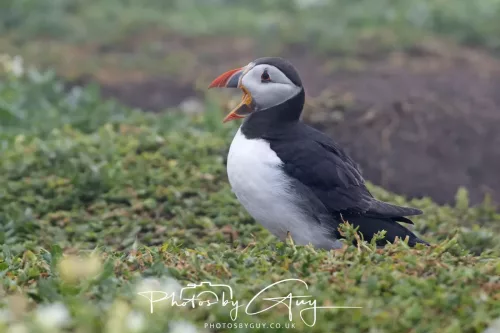 14 June 2025 - Inner Farne Isles, Northumberland-Puffin