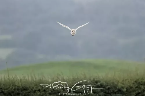 23 July 2025 - Barn Owl in West Cumbria